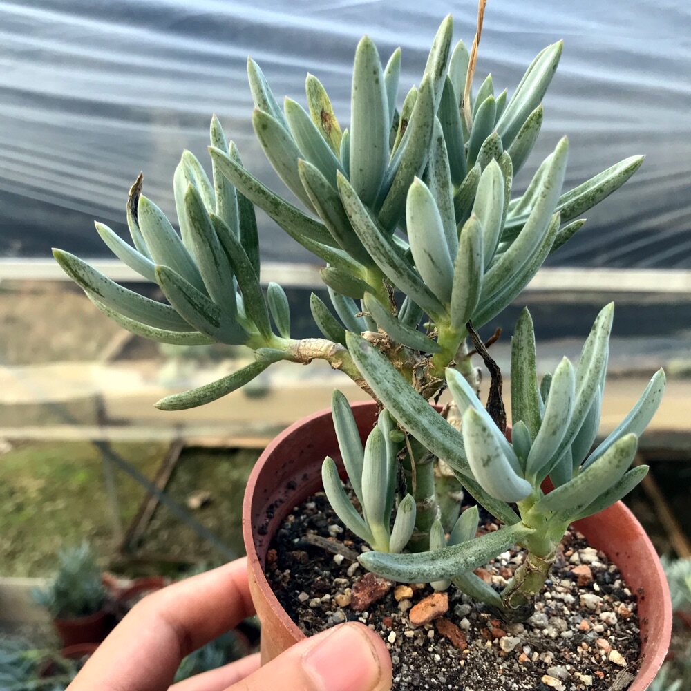 Succulent plants Blue Pine Rare Breed Perennial giant toot toot indoor Office Radiation protection Green plantin the Flower delivery/Flowers simulation/Plants gardening , Flowers/Potted plants (New) , Succulents  category - from Buy2taobao.com to provide professional Taobao agent buy service