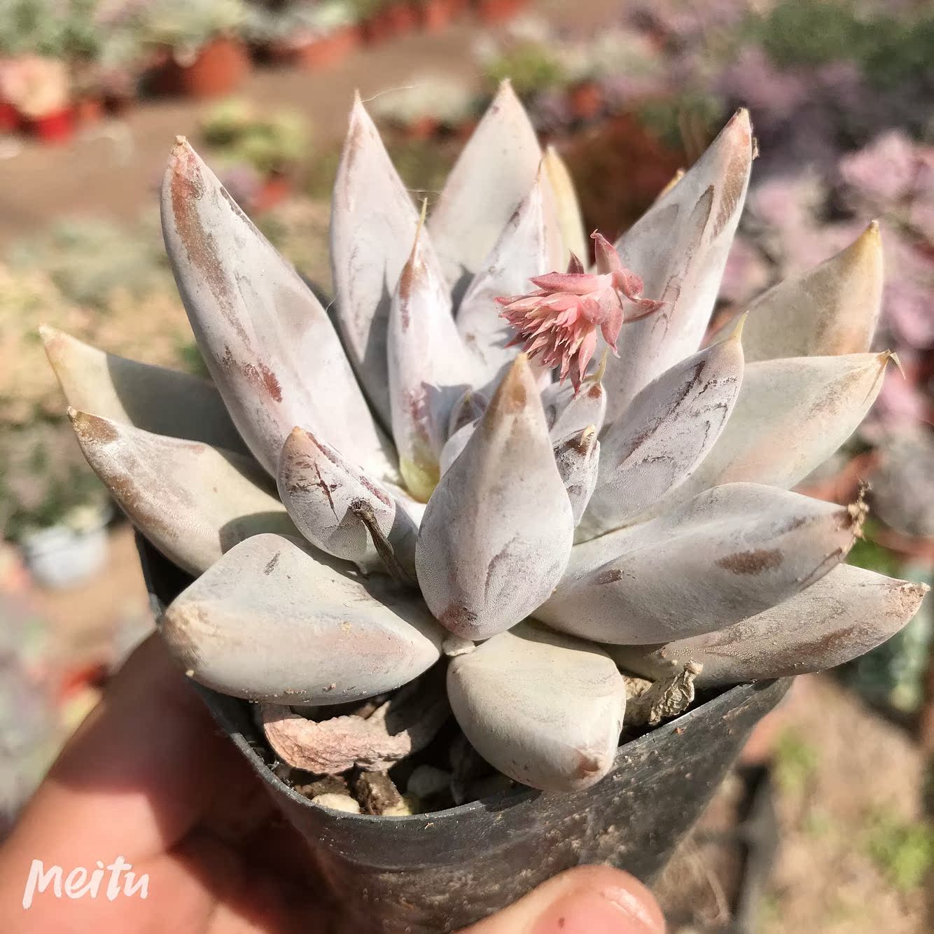 杜里万单头小可爱多肉植物办公室美观花卉绿植|msdalam kategori penghantaran bunga/bunga simulasi/tumbuhan berkebun, bunga/Tumbuh-tumbuhan tumbuh-tumbuhan pasu (baru), succulents - dari Buy2taobao.com untuk memberikan perkhidmatan ejen Taobao profesional membeli