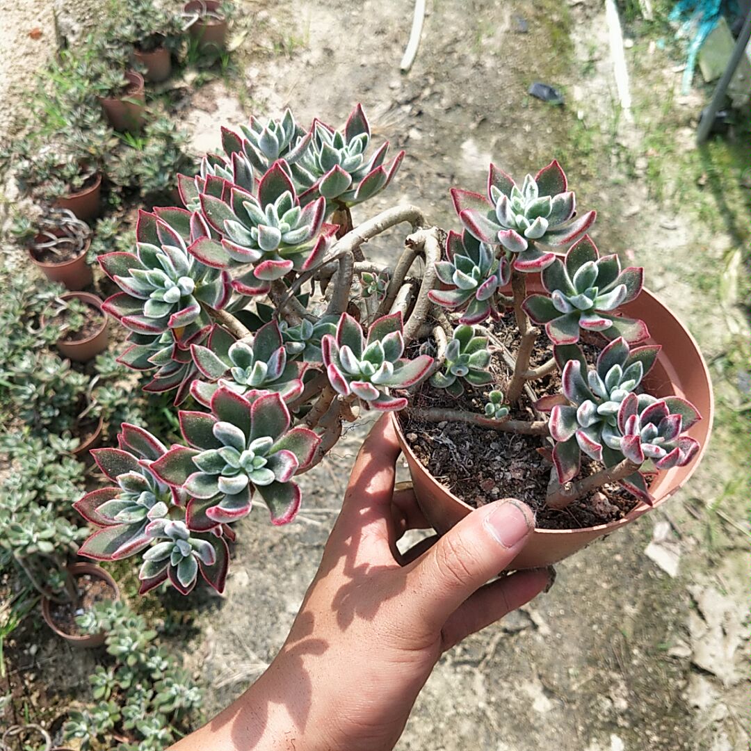 张大叔多肉系锦晃星老桩多肉组合植物多头群生老桩红兔儿美观造型|ruв категории доставка цветов/цветок моделирования/растения садоводства, цветок/растения в горшках (новый), Суккуленты - от Buy2taobao.com для оказания профессиональной услуги покупки агента Taobao