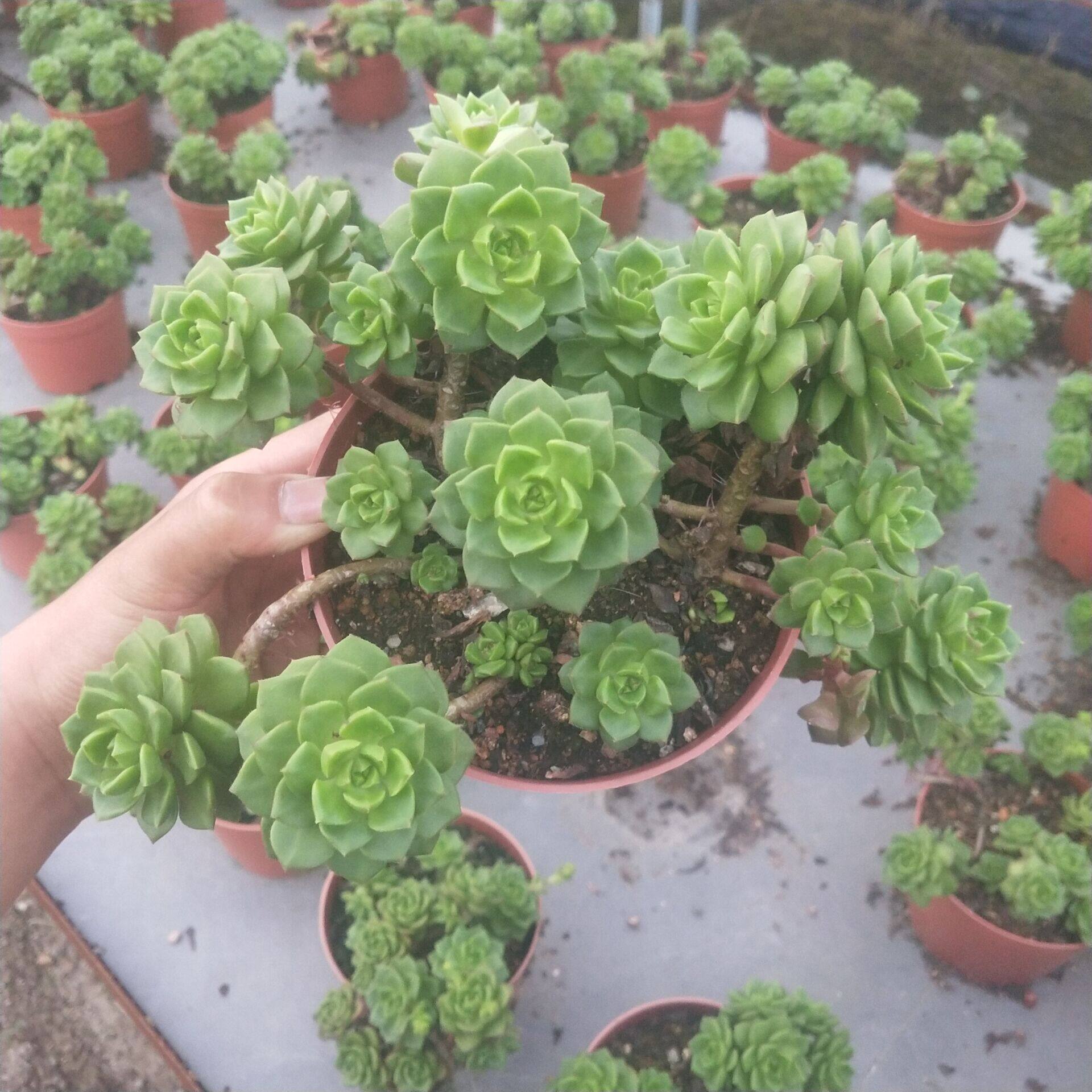 uncle Succulent Tia Modeling pile Office Radiation protection Succulent plants Green plantin the Flower delivery/Flowers simulation/Plants gardening , Flowers/Potted plants (New) , Succulents  category - from Buy2taobao.com to provide professional Taobao agent buy service