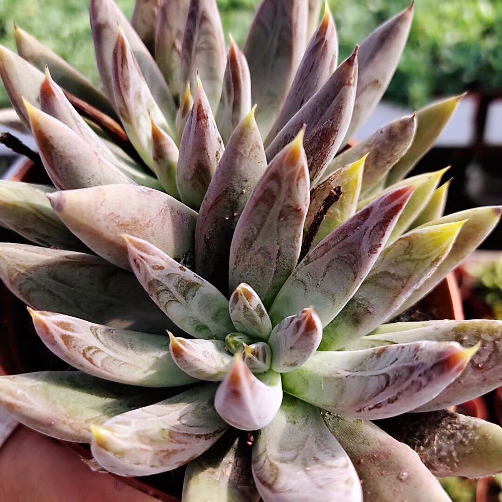 杜里万多肉植物带暗纹贵货稀有品种办公室阳台防辐射多头花卉