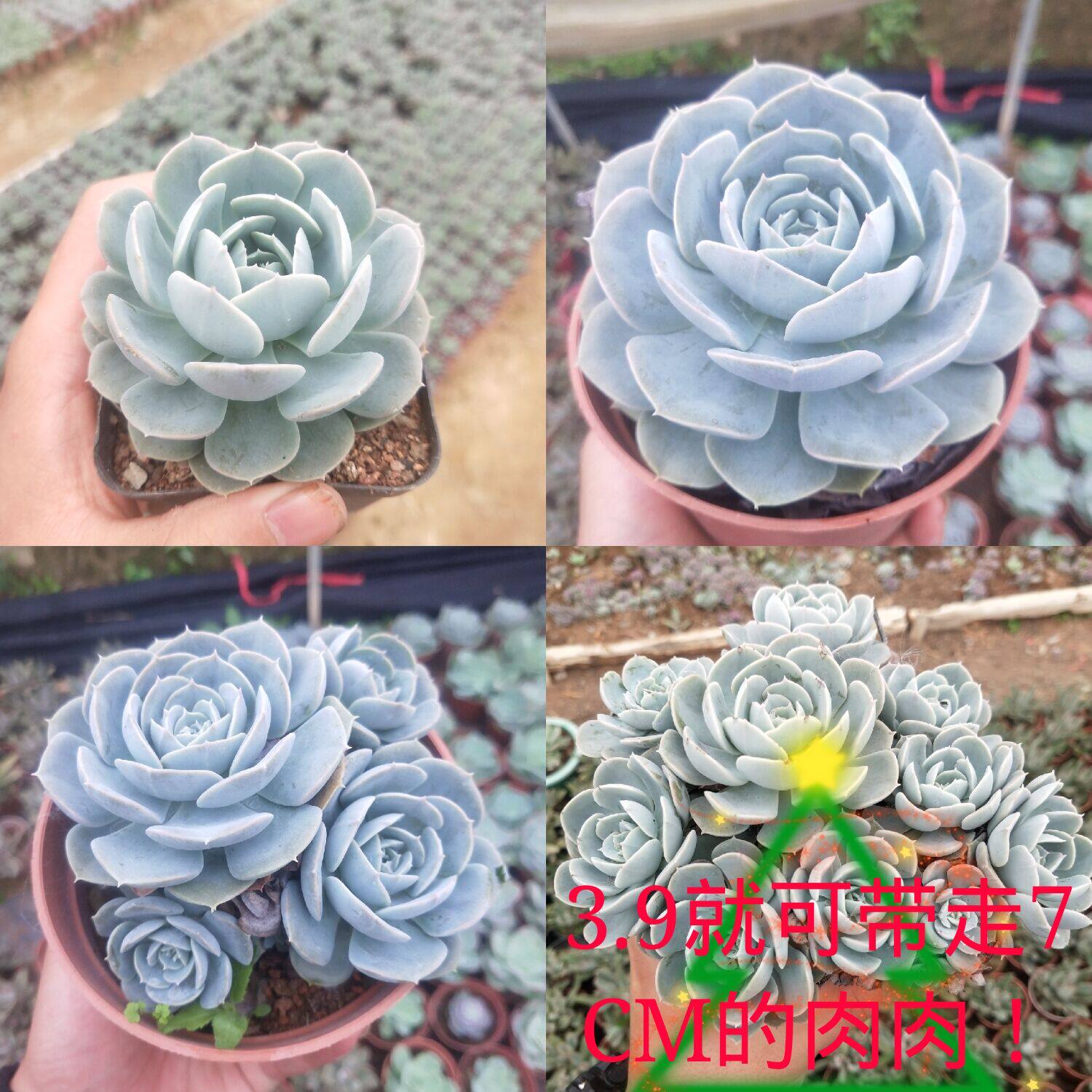 鲁氏石莲药锦多头群生办公室阳台卧室美观防辐射多肉植物绿植|ruв категории доставка цветов/цветок моделирования/растения садоводства, цветок/растения в горшках (новый), Суккуленты - от Buy2taobao.com для оказания профессиональной услуги покупки агента Taobao