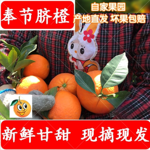 包邮 重庆奉节脐橙现摘现发当季 新鲜孕妇水果橙子