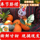 包邮 重庆奉节脐橙现摘现发当季 新鲜孕妇水果橙子