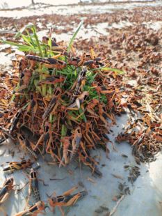 新鲜包活 2000克 蚂蚱画眉鸟龟胡蜂饲料三四龄虫 4斤装