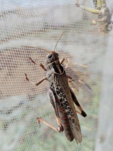 东亚飞蝗纯母蚂蚱活体包邮油炸美食人工繁殖品质高