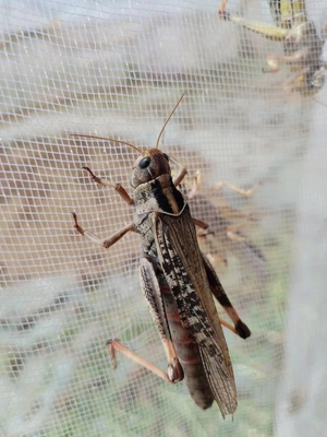 东亚飞蝗纯母蚂蚱活体专卖鲜活