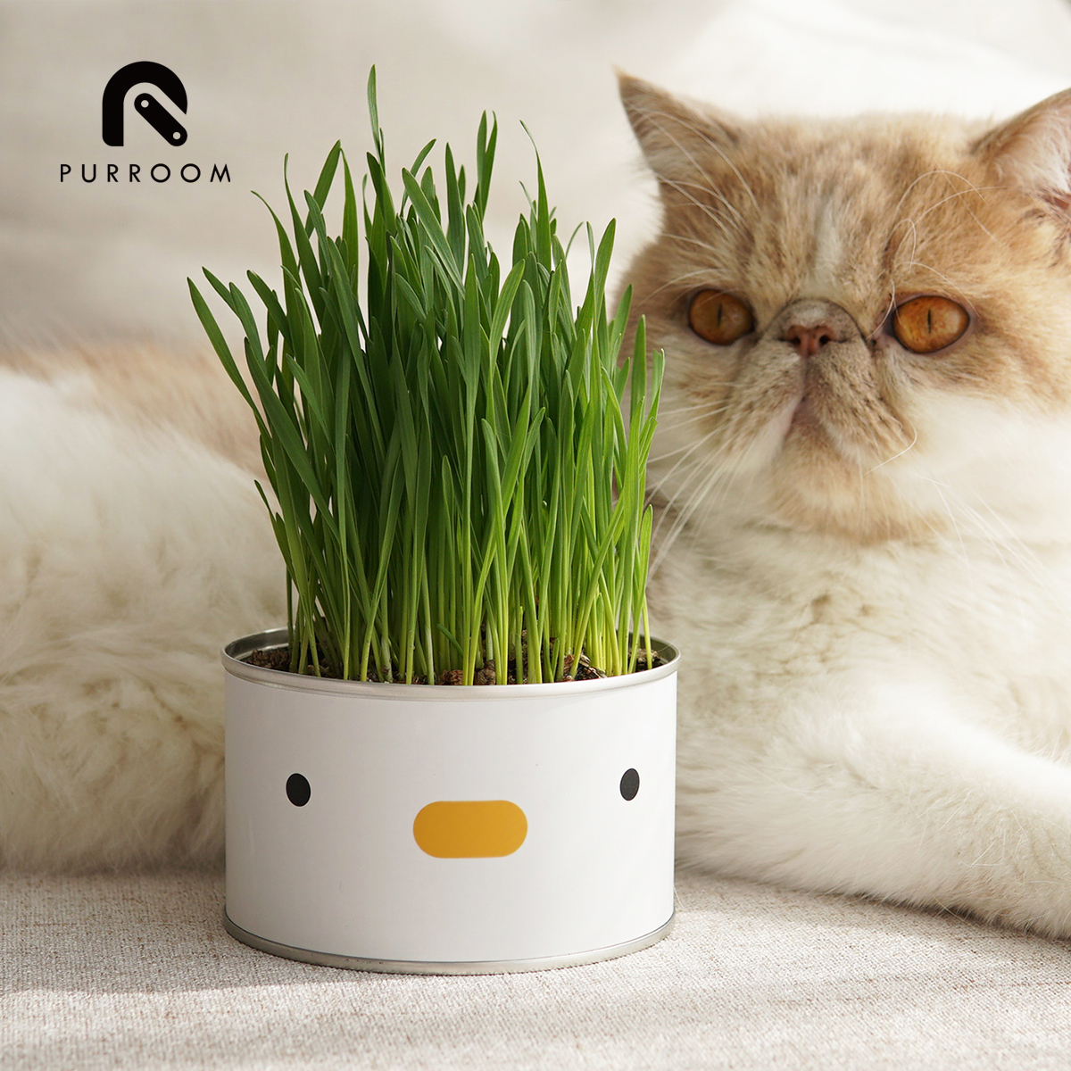 PURROOM猫草水培去毛球化毛猫草
