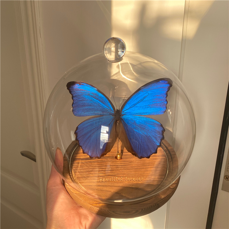 蝴蝶標本大藍閃蝶收藏紀念品