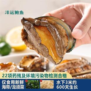 沣运连江鲍鱼鲍去壳去肚黑边鲍鱼肉烧烤火锅宴席食材商用顺丰