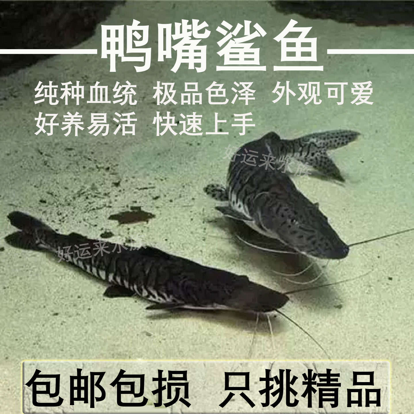 鸭嘴鲨鱼活体鱼包邮包活