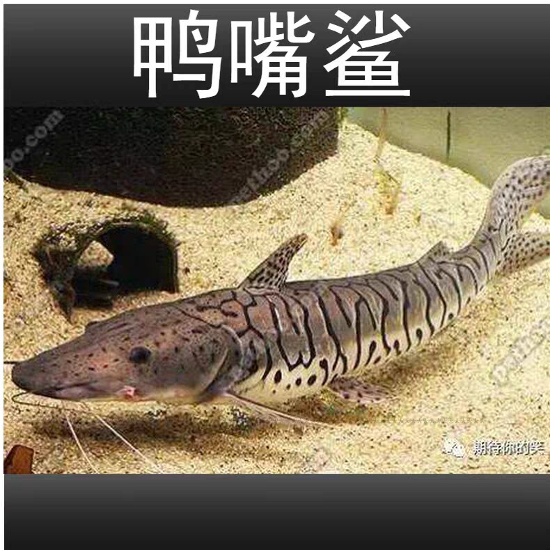 鸭嘴鲨鱼热带鱼练手好鱼