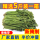 厂家补贴 香椿芽咸菜山东特产2025新鲜腌制头茬嫩芽香春下饭菜