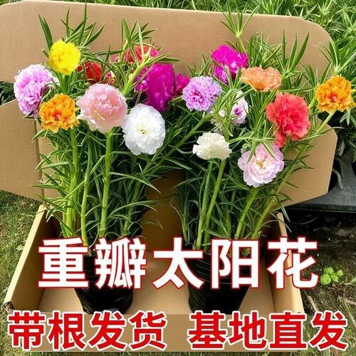 重瓣太阳花苗宿根多年生枝条混色带根植物盆栽绿植花卉易开花耐晒