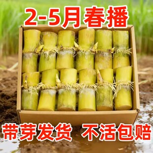 正宗广西云南黄金水果甘蔗种苗黄皮种植优良高产青黑皮甘蔗种子籽