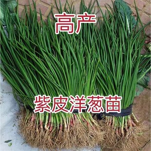 洋葱秧苗水果洋葱苗紫皮洋葱苗耐寒易活新鲜栽苗秧子现挖现卖