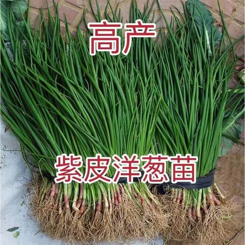 洋葱秧苗水果洋葱苗紫皮洋葱苗耐寒易活新鲜栽苗秧子现挖现卖