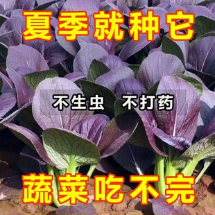 紫上海青種子耐寒籽種冬季 紫冠冠青梗菜青梗菜秧秋播種油菜籽春秋