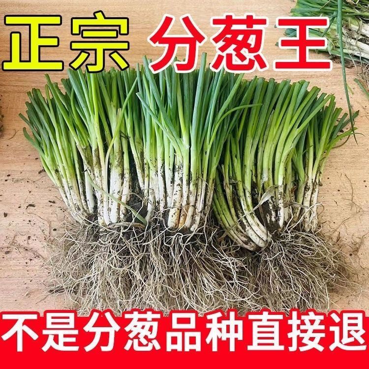广西高产四季小香葱种苗带根切叶阳台易种正宗分葱苗香葱根苗蔬菜