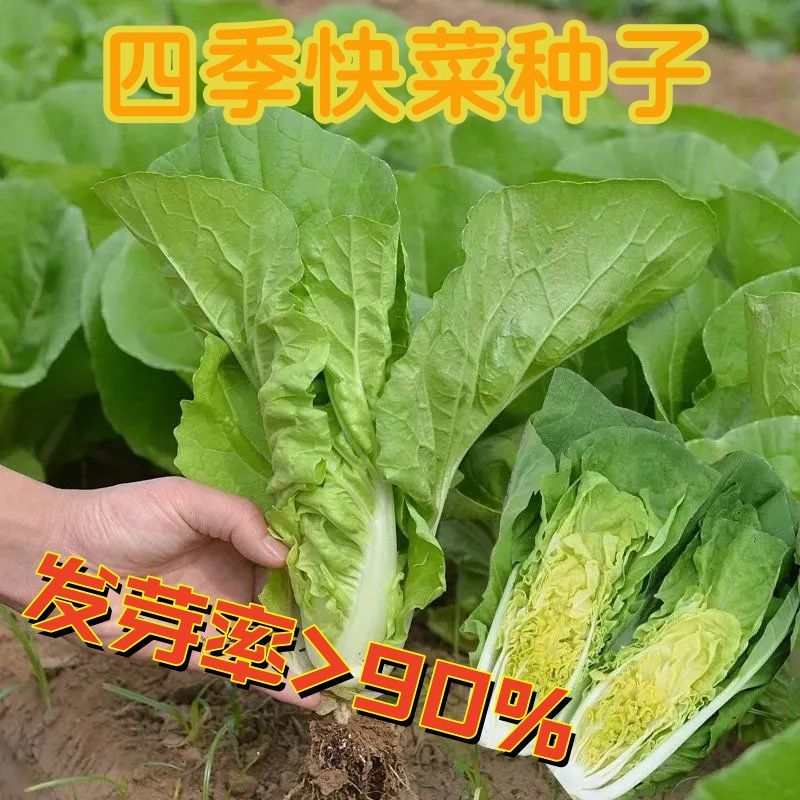 奶油小白菜种子白莱快阳