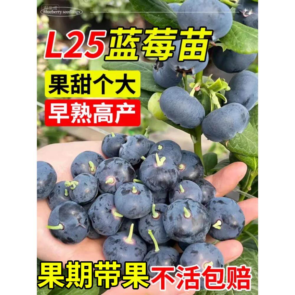 果树盆栽南方果苗苗地花苞树带果栽花香L25北方种植带蓝莓特大号