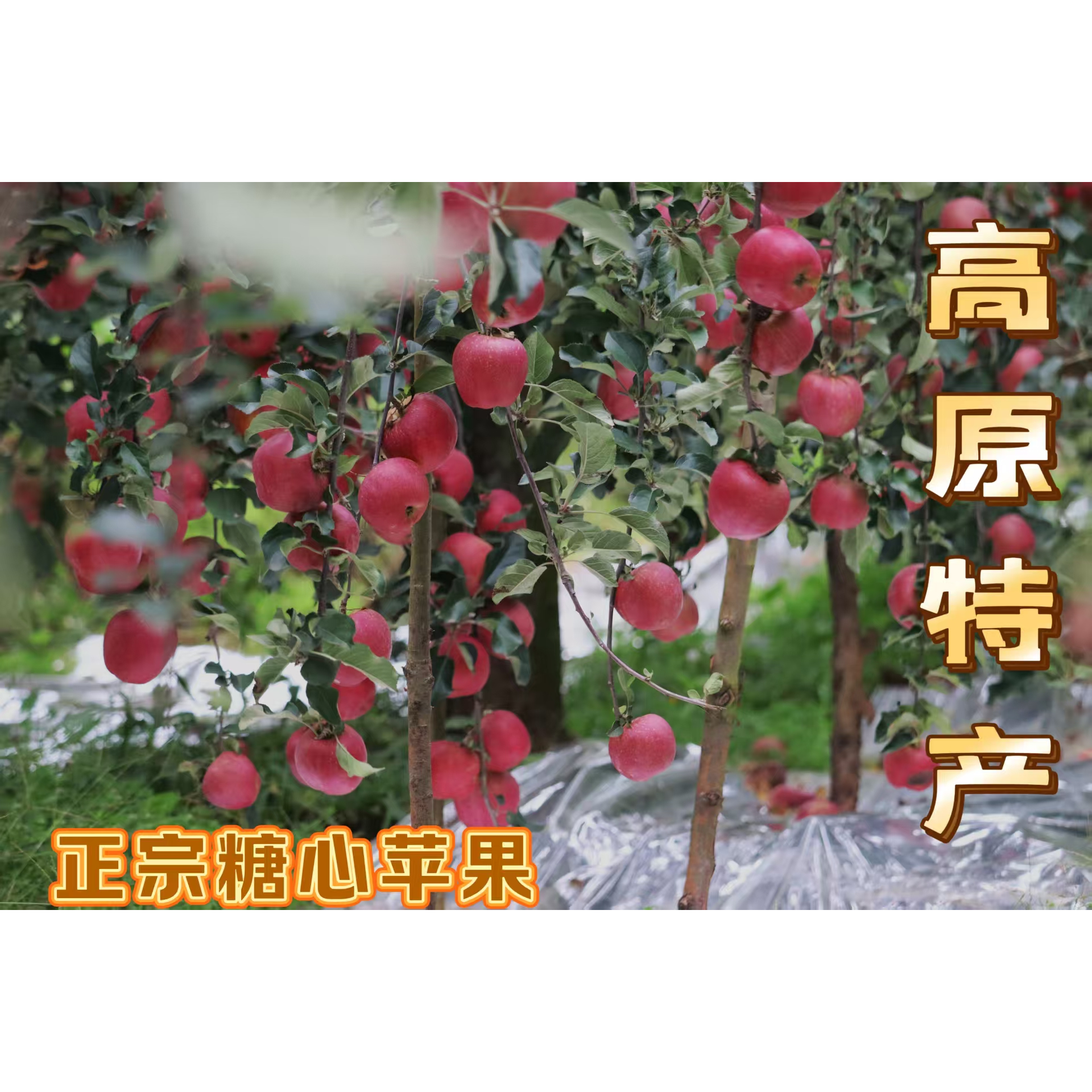 云南昭通自家果园新鲜采摘