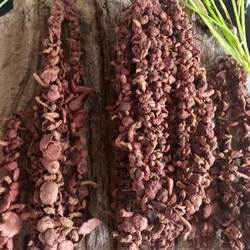 东北野生红蘑菇特产朝阳红蘑长白山松树伞干货鸡血蘑菇肉蘑红松伞