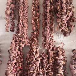 东北野生红蘑菇 血红铆钉菇 干货红松树伞 特产肉蘑 朝阳红蘑菇