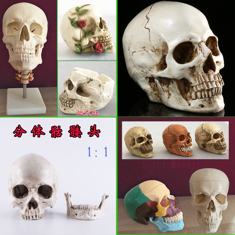 人体头骨带颈椎模型彩色白色骷髅头 头颅骨 骨骼医用美术素描促销