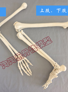 上肢骨成人手臂脚掌模型下肢骨