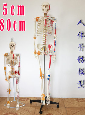180cm肌肉起止点可拆卸人体骨骼
