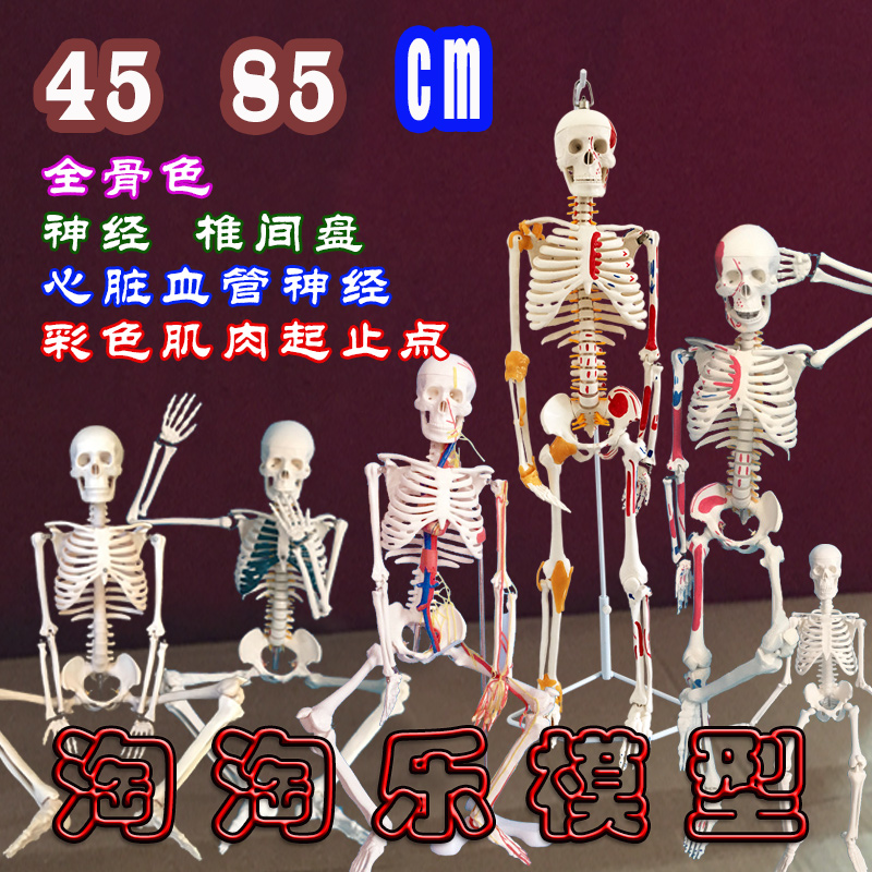 人体骨骼模型45cm85血管神经肌肉