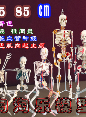 人体骨骼模型骨架45cm85血管神经肌肉迷你小椎间盘医用20教学解剖