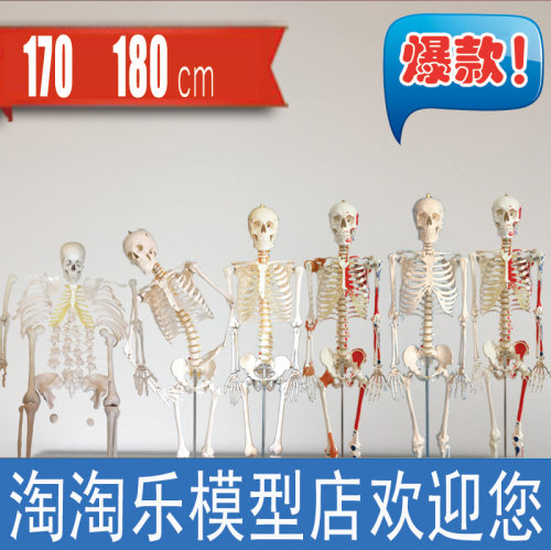 人体骨骼全身散骨模型170cm脊椎可弯曲骷髅骨架180cm支架底座医用