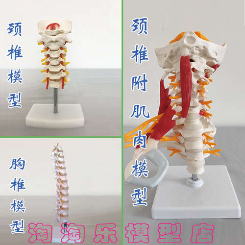 促销颈椎模型肌肉医用教具新款