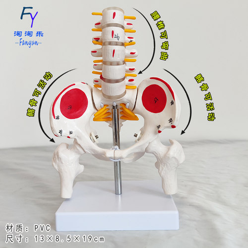 人体腰椎骨盆模型关节医学可活动骨骼小盆骨尾骨教具医用结构促销