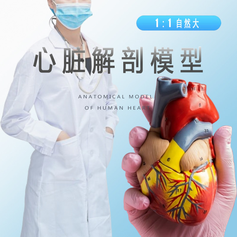 带数字标识人体心脏解剖模型促销医用教学1:1可拆仿真自然大内科