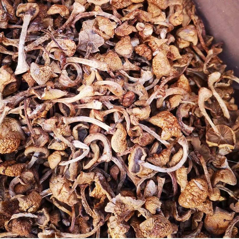 2025年黑龙江吉林长白山野生榛蘑农民采摘自然晾晒干净小鸡炖蘑菇