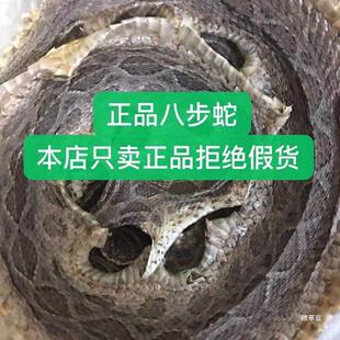 热卖养殖蕲蛇 八步蛇五步蛇 八步蛇干料 眼镜蛇 小白花蛇真货好