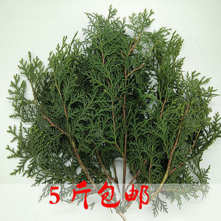 精品新鲜现摘侧柏叶500g包邮现采新鲜侧柏叶阴干侧柏叶粉真货