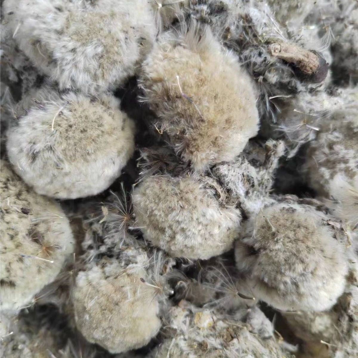 热卖【藏区山货】雪莲花50-1000克 干花 正宗山货土特产好货真货