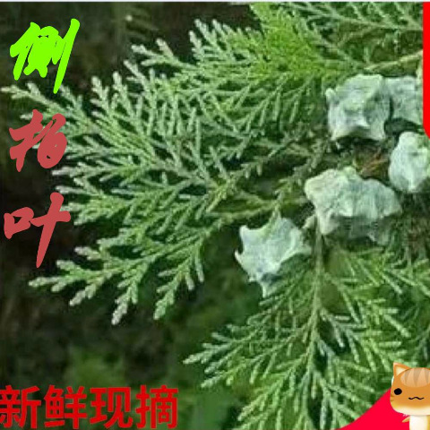 精品秦岭新鲜侧柏叶3斤新鲜柏树叶子扁柏叶植物柏叶侧柏叶5斤