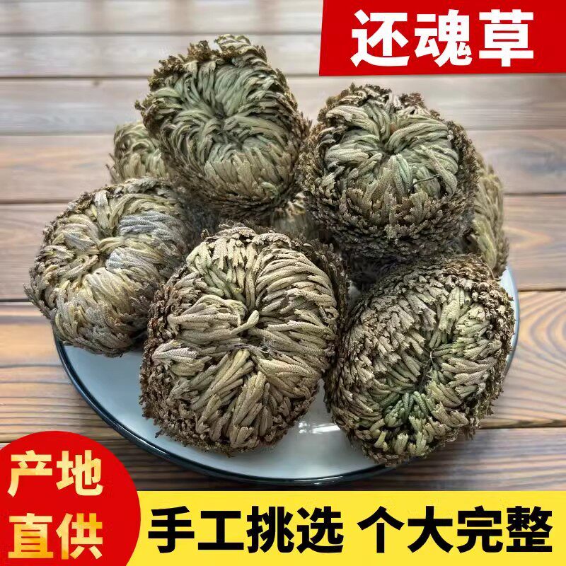 精品绿植卷柏九死还魂草干新鲜包邮500g克不死草还阳草长生草