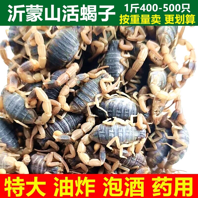 热卖活蝎子一斤沂蒙山十足全蝎野蝎子活体活物生蝎子油炸食用真货