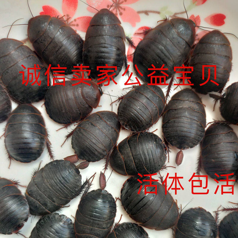 精品活体土元土鳖虫活的土元虫地鳖虫也叫蛰虫好货