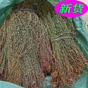 精品田基黄地耳草 田基黄草雀舌草 新鲜干货整棵田基泡茶真货