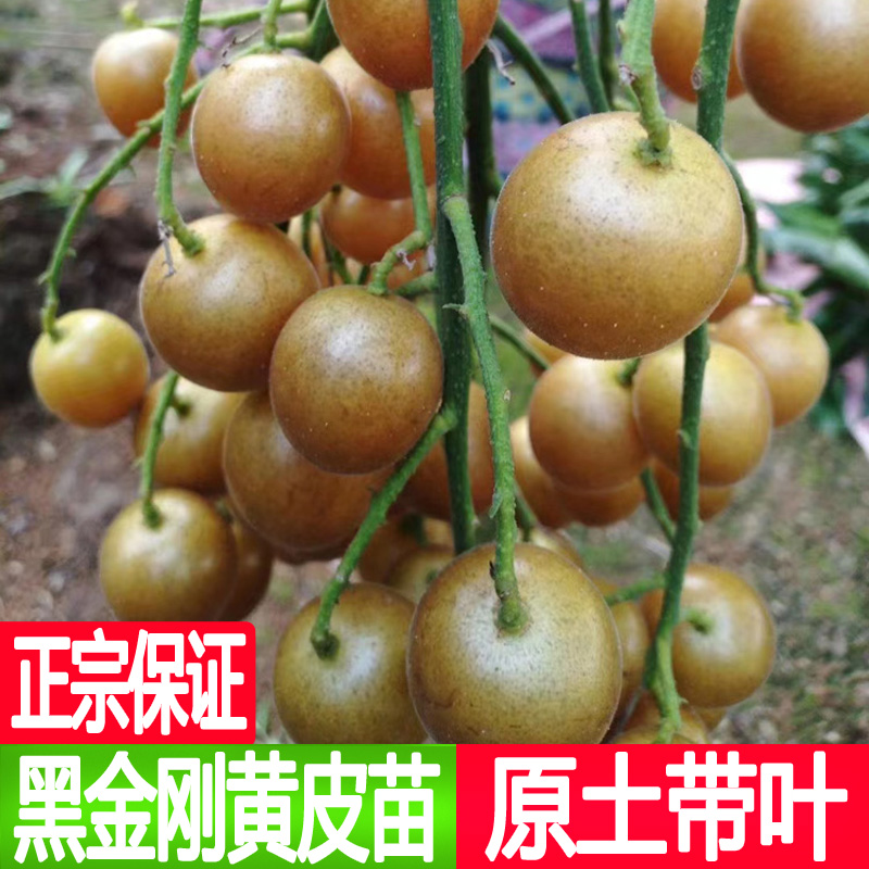 新品种黑金刚黄皮嫁接树苗南方种植庭院盆栽地栽黄皮果树当年结果