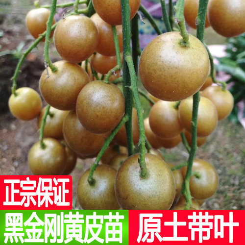 广西黑金刚黄皮嫁接苗当年结果
