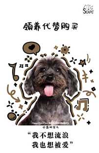 启明动物保护中心2026年1月感恩卡片