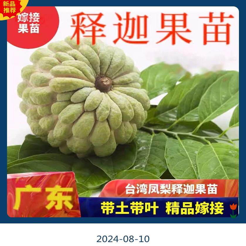 正宗大果台湾凤梨释迦果树苗高产嫁接番荔枝苗番鬼荔枝苗南方盆栽图片